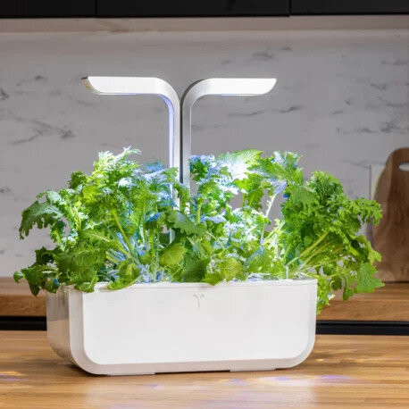 Musztarda Véritable Lingot Wasabi - BIO